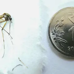 Największy komar na świecie: Fascynujące fakty o Holorusia mikado